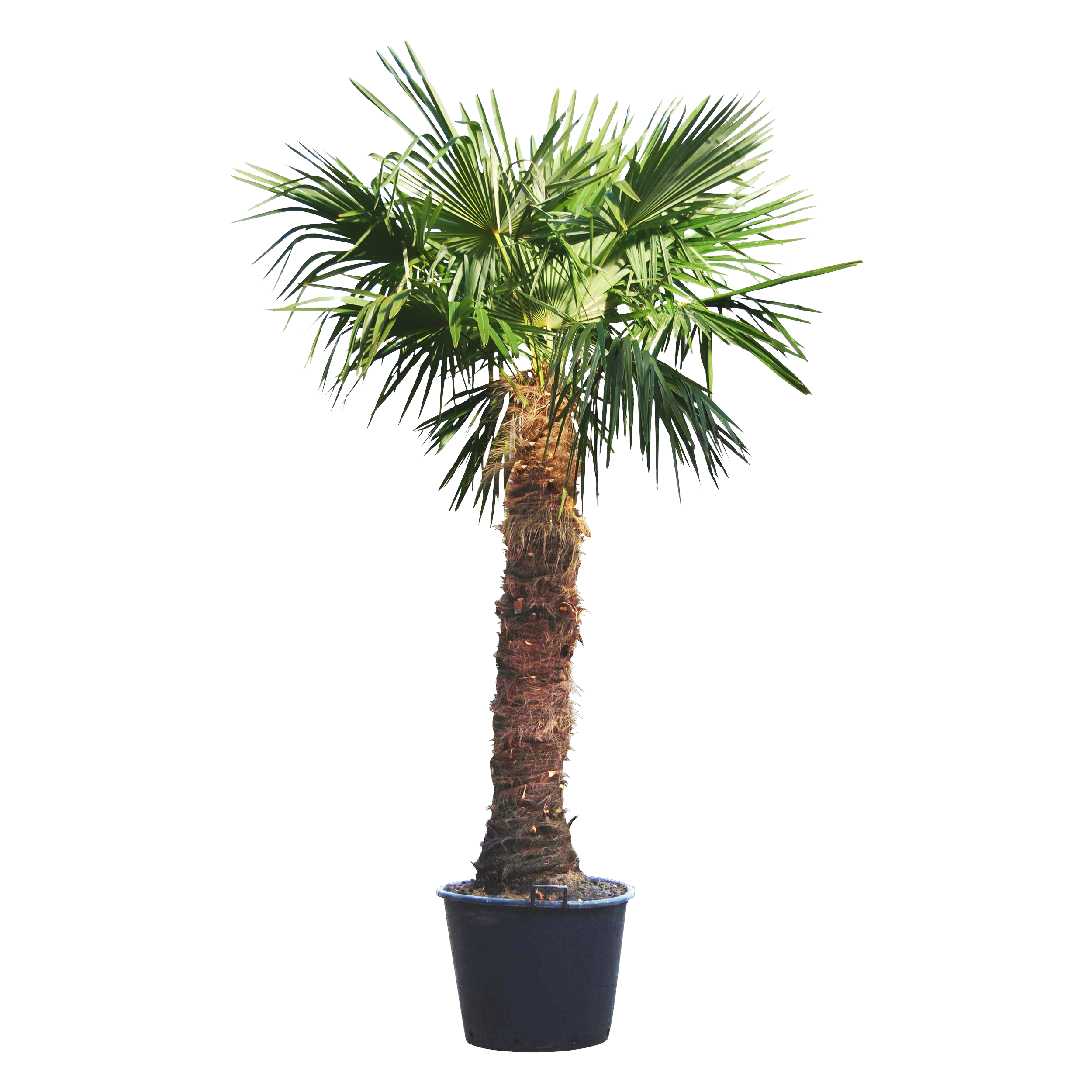 Verzorgingstips Trachycarpus palm